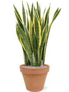 {{productViewItem.photos[photoViewList.activeNavIndex].Alt || productViewItem.photos[photoViewList.activeNavIndex].Description || 'Sansevieria trifasciata &#39;Laurentii&#39; in Terra Cotta, 26576'}}