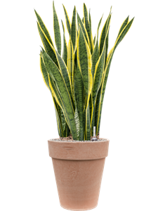 {{productViewItem.photos[photoViewList.activeNavIndex].Alt || productViewItem.photos[photoViewList.activeNavIndex].Description || 'Sansevieria trifasciata &#39;Laurentii&#39; in Terra Cotta, 26577'}}