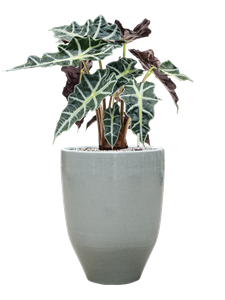 {{productViewItem.photos[photoViewList.activeNavIndex].Alt || productViewItem.photos[photoViewList.activeNavIndex].Description || 'Alocasia &#39;Polly&#39; in One and Only'}}