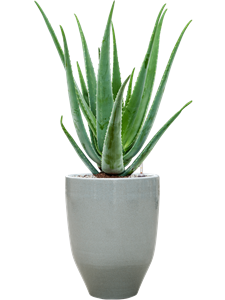 {{productViewItem.photos[photoViewList.activeNavIndex].Alt || productViewItem.photos[photoViewList.activeNavIndex].Description || 'Aloe vera barbadensis in One and Only'}}