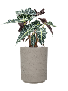 {{productViewItem.photos[photoViewList.activeNavIndex].Alt || productViewItem.photos[photoViewList.activeNavIndex].Description || 'Alocasia &#39;Polly&#39; in Rough, 26620'}}