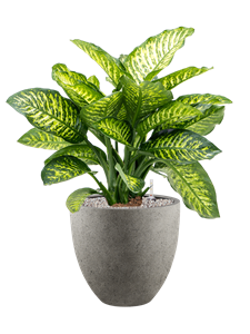 {{productViewItem.photos[photoViewList.activeNavIndex].Alt || productViewItem.photos[photoViewList.activeNavIndex].Description || 'Dieffenbachia seguine &#39;Maroba&#39; in Grigio, 26637'}}