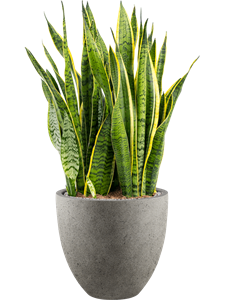 {{productViewItem.photos[photoViewList.activeNavIndex].Alt || productViewItem.photos[photoViewList.activeNavIndex].Description || 'Sansevieria trifasciata &#39;Laurentii&#39; in Grigio, 26638'}}