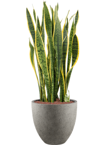 {{productViewItem.photos[photoViewList.activeNavIndex].Alt || productViewItem.photos[photoViewList.activeNavIndex].Description || 'Sansevieria trifasciata &#39;Laurentii&#39; in Grigio, 26647'}}