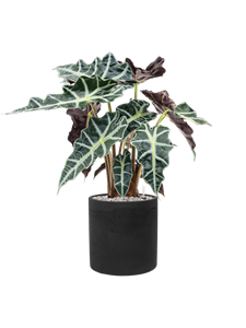 {{productViewItem.photos[photoViewList.activeNavIndex].Alt || productViewItem.photos[photoViewList.activeNavIndex].Description || 'Alocasia &#39;Polly&#39; in Rough, 26652'}}