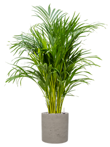 {{productViewItem.photos[photoViewList.activeNavIndex].Alt || productViewItem.photos[photoViewList.activeNavIndex].Description || 'Dypsis (Areca) lutescens in Rough'}}