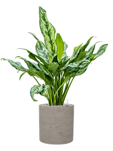 {{productViewItem.photos[photoViewList.activeNavIndex].Alt || productViewItem.photos[photoViewList.activeNavIndex].Description || 'Aglaonema &#39;Miss Julliete&#39; in Rough'}}