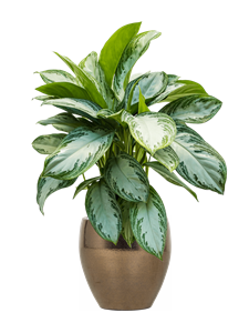 {{productViewItem.photos[photoViewList.activeNavIndex].Alt || productViewItem.photos[photoViewList.activeNavIndex].Description || 'Aglaonema &#39;Silver Bay&#39; in Amora, 26670'}}