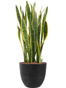 {{productViewItem.photos[photoViewList.activeNavIndex].Alt || productViewItem.photos[photoViewList.activeNavIndex].Description || 'Sansevieria trifasciata &#39;Laurentii&#39; in Artstone, 26675'}}