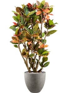 {{productViewItem.photos[photoViewList.activeNavIndex].Alt || productViewItem.photos[photoViewList.activeNavIndex].Description || 'Croton (Codiaeum) variegatum &#39;Petra&#39; in Grigio, 26680'}}