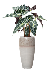 {{productViewItem.photos[photoViewList.activeNavIndex].Alt || productViewItem.photos[photoViewList.activeNavIndex].Description || 'Alocasia &#39;Polly&#39; in Amora, 26687'}}