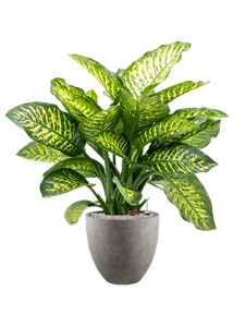 {{productViewItem.photos[photoViewList.activeNavIndex].Alt || productViewItem.photos[photoViewList.activeNavIndex].Description || 'Dieffenbachia seguine &#39;Maroba&#39; in Grigio, 26702'}}