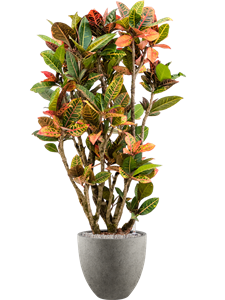 {{productViewItem.photos[photoViewList.activeNavIndex].Alt || productViewItem.photos[photoViewList.activeNavIndex].Description || 'Croton (Codiaeum) variegatum &#39;Petra&#39; in Grigio, 26703'}}