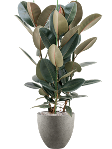 {{productViewItem.photos[photoViewList.activeNavIndex].Alt || productViewItem.photos[photoViewList.activeNavIndex].Description || 'Ficus elastica &#39;Abidjan&#39; in Grigio'}}