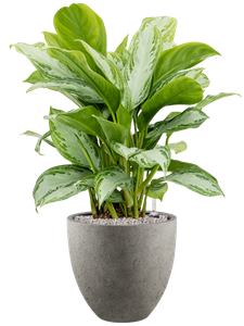 {{productViewItem.photos[photoViewList.activeNavIndex].Alt || productViewItem.photos[photoViewList.activeNavIndex].Description || 'Aglaonema &#39;Silver Bay&#39; in Grigio, 26709'}}