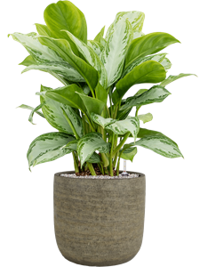 {{productViewItem.photos[photoViewList.activeNavIndex].Alt || productViewItem.photos[photoViewList.activeNavIndex].Description || 'Aglaonema &#39;Silver Bay&#39; in Magna'}}