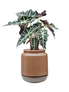 {{productViewItem.photos[photoViewList.activeNavIndex].Alt || productViewItem.photos[photoViewList.activeNavIndex].Description || 'Alocasia &#39;Polly&#39; in Mori, 26727'}}