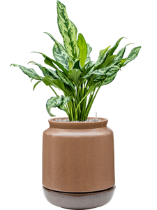 {{productViewItem.photos[photoViewList.activeNavIndex].Alt || productViewItem.photos[photoViewList.activeNavIndex].Description || 'Aglaonema &#39;Miss Julliete&#39; in Mori, 26728'}}