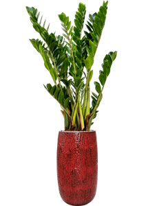 {{productViewItem.photos[photoViewList.activeNavIndex].Alt || productViewItem.photos[photoViewList.activeNavIndex].Description || 'Zamioculcas zamiifolia in Marly'}}