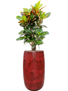 {{productViewItem.photos[photoViewList.activeNavIndex].Alt || productViewItem.photos[photoViewList.activeNavIndex].Description || 'Croton (Codiaeum) variegatum &#39;Petra&#39; in Marly'}}