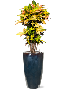 {{productViewItem.photos[photoViewList.activeNavIndex].Alt || productViewItem.photos[photoViewList.activeNavIndex].Description || 'Croton (Codiaeum) variegatum &#39;Mrs. Iceton&#39; in Plain, 26781'}}