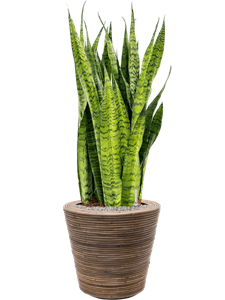 {{productViewItem.photos[photoViewList.activeNavIndex].Alt || productViewItem.photos[photoViewList.activeNavIndex].Description || 'Sansevieria zeylanica in Drypot Rattan Stripe'}}