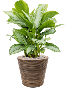 {{productViewItem.photos[photoViewList.activeNavIndex].Alt || productViewItem.photos[photoViewList.activeNavIndex].Description || 'Aglaonema &#39;Silver Bay&#39; in Drypot Rattan Stripe, 26808'}}