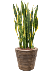 {{productViewItem.photos[photoViewList.activeNavIndex].Alt || productViewItem.photos[photoViewList.activeNavIndex].Description || 'Sansevieria trifasciata &#39;Laurentii&#39; in Drypot Rattan Stripe'}}