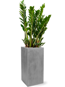 {{productViewItem.photos[photoViewList.activeNavIndex].Alt || productViewItem.photos[photoViewList.activeNavIndex].Description || 'Zamioculcas zamiifolia in Fiberstone, 26813'}}