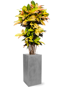 {{productViewItem.photos[photoViewList.activeNavIndex].Alt || productViewItem.photos[photoViewList.activeNavIndex].Description || 'Croton (Codiaeum) variegatum &#39;Mrs. Iceton&#39; in Fiberstone'}}