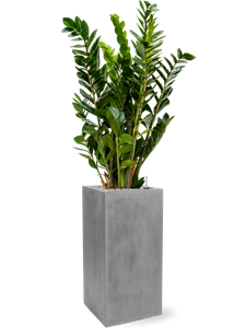 {{productViewItem.photos[photoViewList.activeNavIndex].Alt || productViewItem.photos[photoViewList.activeNavIndex].Description || 'Zamioculcas zamiifolia in Fiberstone, 26818'}}