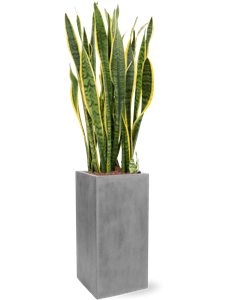 {{productViewItem.photos[photoViewList.activeNavIndex].Alt || productViewItem.photos[photoViewList.activeNavIndex].Description || 'Sansevieria trifasciata &#39;Laurentii&#39; in Fiberstone'}}