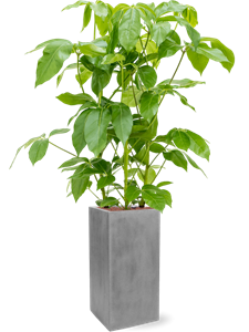 {{productViewItem.photos[photoViewList.activeNavIndex].Alt || productViewItem.photos[photoViewList.activeNavIndex].Description || 'Schefflera actinophylla &#39;Amate&#39; in Fiberstone, 26820'}}