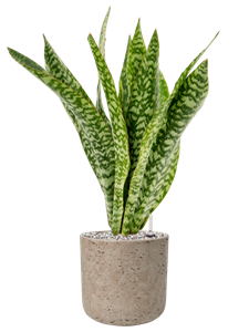 {{productViewItem.photos[photoViewList.activeNavIndex].Alt || productViewItem.photos[photoViewList.activeNavIndex].Description || 'Sansevieria masoniana &#39;Dragon&#39; in Rough'}}