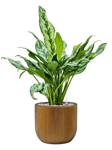 {{productViewItem.photos[photoViewList.activeNavIndex].Alt || productViewItem.photos[photoViewList.activeNavIndex].Description || 'Aglaonema &#39;Miss Julliete&#39; in Capi Nature Groove'}}