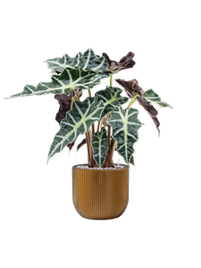 {{productViewItem.photos[photoViewList.activeNavIndex].Alt || productViewItem.photos[photoViewList.activeNavIndex].Description || 'Alocasia &#39;Polly&#39; in Capi Nature Groove, 26830'}}