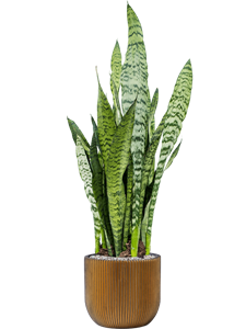 {{productViewItem.photos[photoViewList.activeNavIndex].Alt || productViewItem.photos[photoViewList.activeNavIndex].Description || 'Sansevieria zeylanica in Capi Nature Groove'}}