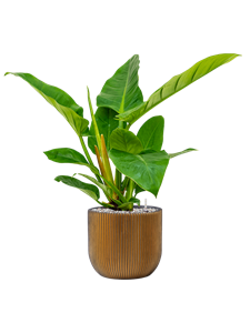 {{productViewItem.photos[photoViewList.activeNavIndex].Alt || productViewItem.photos[photoViewList.activeNavIndex].Description || 'Philodendron `Imperial Green&#39; in Capi Nature Groove'}}