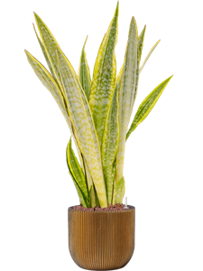 {{productViewItem.photos[photoViewList.activeNavIndex].Alt || productViewItem.photos[photoViewList.activeNavIndex].Description || 'Sansevieria trifasciata &#39;Lauren&#39; in Capi Nature Groove, 26841'}}