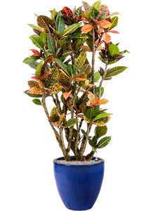 {{productViewItem.photos[photoViewList.activeNavIndex].Alt || productViewItem.photos[photoViewList.activeNavIndex].Description || 'Croton (Codiaeum) variegatum &#39;Petra&#39; in Plain, 26851'}}