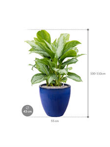 {{productViewItem.photos[photoViewList.activeNavIndex].Alt || productViewItem.photos[photoViewList.activeNavIndex].Description || 'Aglaonema &#39;Silver Bay&#39; in Plain'}}