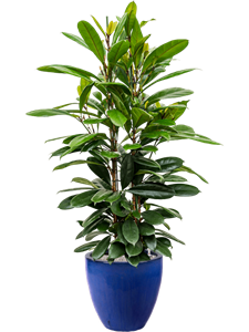 {{productViewItem.photos[photoViewList.activeNavIndex].Alt || productViewItem.photos[photoViewList.activeNavIndex].Description || 'Ficus cyathistipula in Plain, 26855'}}