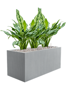 {{productViewItem.photos[photoViewList.activeNavIndex].Alt || productViewItem.photos[photoViewList.activeNavIndex].Description || 'Aglaonema &#39;Miss Julliete&#39; in Argento'}}