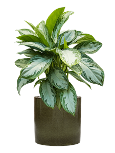 {{productViewItem.photos[photoViewList.activeNavIndex].Alt || productViewItem.photos[photoViewList.activeNavIndex].Description || 'Aglaonema &#39;Silver Bay&#39; in Cylinder'}}