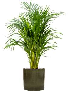 {{productViewItem.photos[photoViewList.activeNavIndex].Alt || productViewItem.photos[photoViewList.activeNavIndex].Description || 'Dypsis (Areca) lutescens in Cylinder'}}