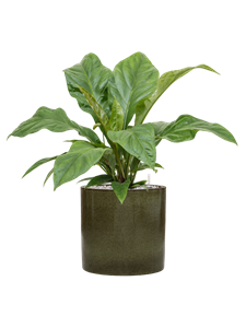 {{productViewItem.photos[photoViewList.activeNavIndex].Alt || productViewItem.photos[photoViewList.activeNavIndex].Description || 'Anthurium elipticum &#39;Jungle Bush&#39; in Cylinder, 26876'}}