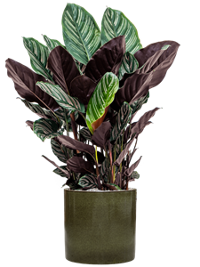 {{productViewItem.photos[photoViewList.activeNavIndex].Alt || productViewItem.photos[photoViewList.activeNavIndex].Description || 'Calathea sanderiana in Cylinder, 26878'}}