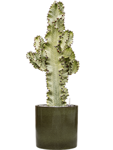 {{productViewItem.photos[photoViewList.activeNavIndex].Alt || productViewItem.photos[photoViewList.activeNavIndex].Description || 'Euphorbia ingens marmorata in Cylinder'}}