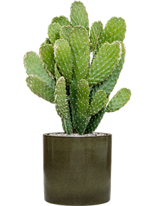 {{productViewItem.photos[photoViewList.activeNavIndex].Alt || productViewItem.photos[photoViewList.activeNavIndex].Description || 'Opuntia consolea in Cylinder, 26888'}}