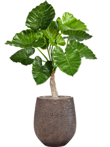 {{productViewItem.photos[photoViewList.activeNavIndex].Alt || productViewItem.photos[photoViewList.activeNavIndex].Description || 'Alocasia calidora in Baq Opus Hit'}}